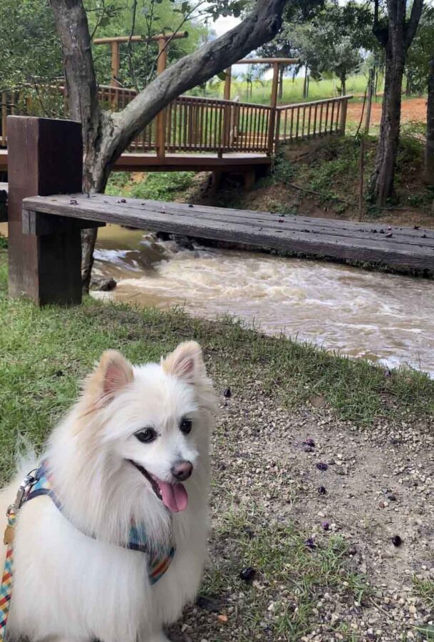 Restaurante Pet Friendly em Jundiaí