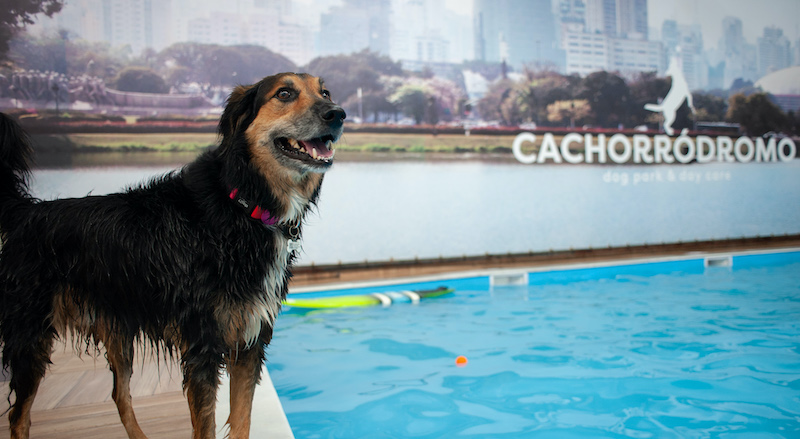 Cachorrodromo de SP