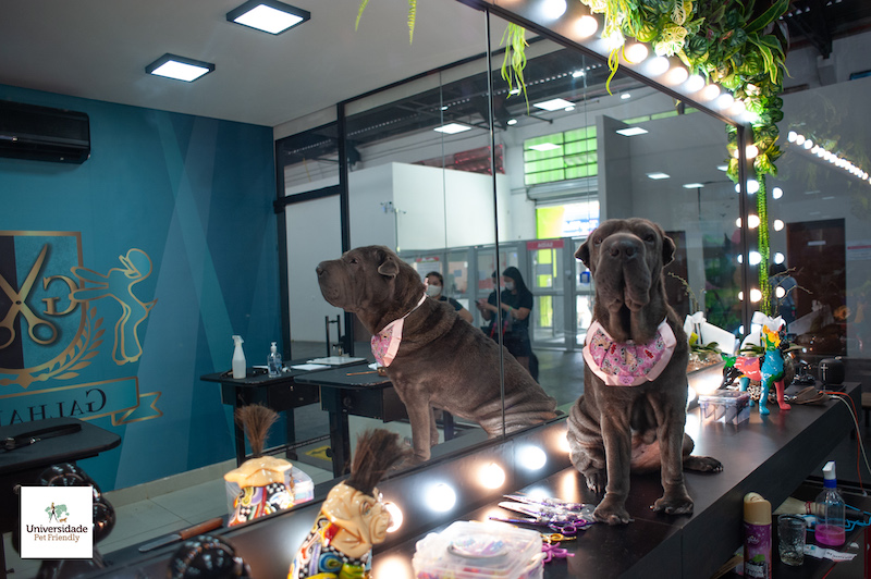 Cachorrodromo de SP