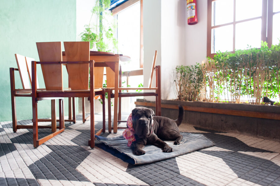 Mestiço é pet friendly