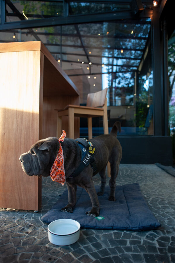 Mestiço é pet friendly