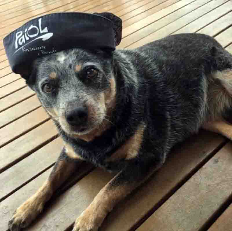 pousada pet friendly em atibaia