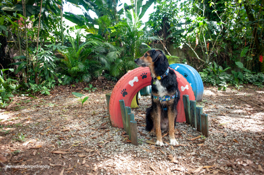 Pousada pet friendly em Camburi