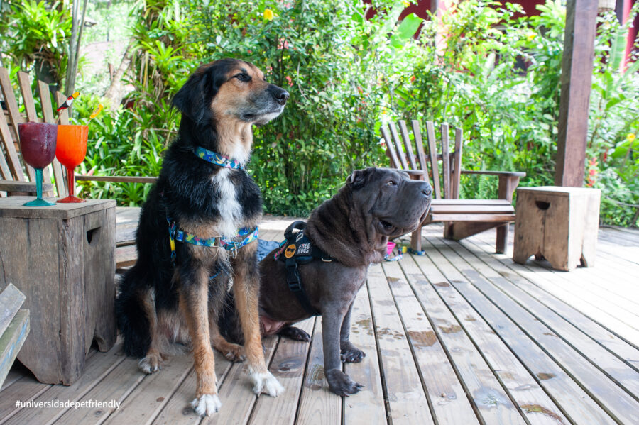 Pousada pet friendly em Camburi