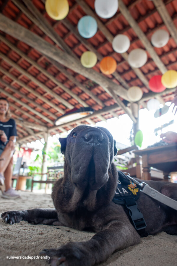 Pousada pet friendly em Camburi