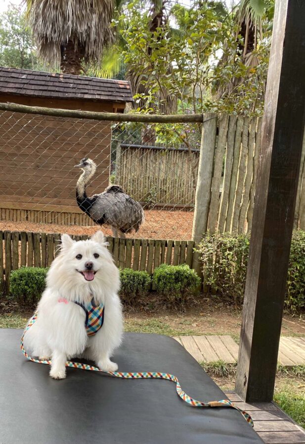 Hotel Pet Friendly em Socorro