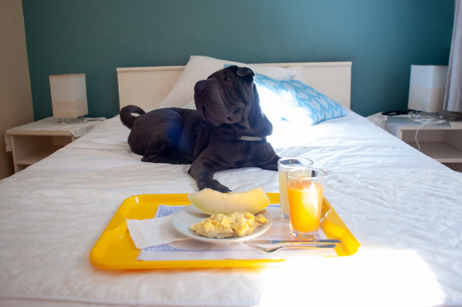 Pousada pet friendly Juquehy