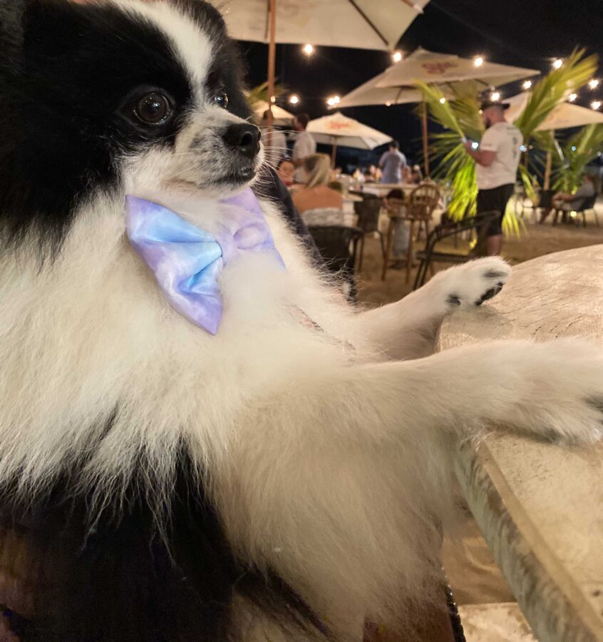 Restaurante Pet Friendly em Ilha Bela Restaurante Pet Friendly em Ilha Bela