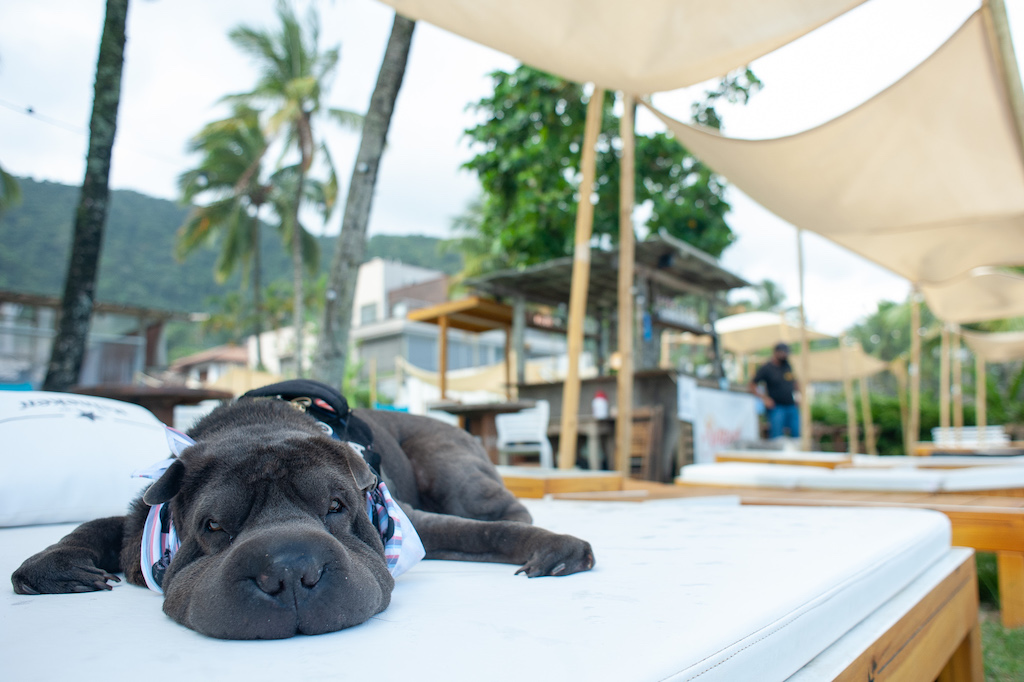 Beach Club pet friendly Juquehy Guia Pet Friendly