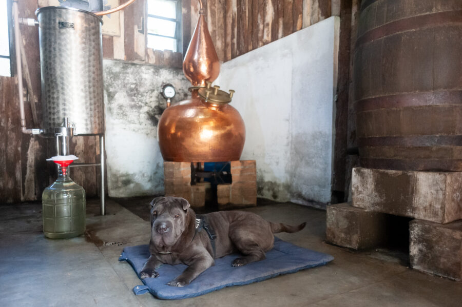 Restaurante pet friendly em Monte Verde