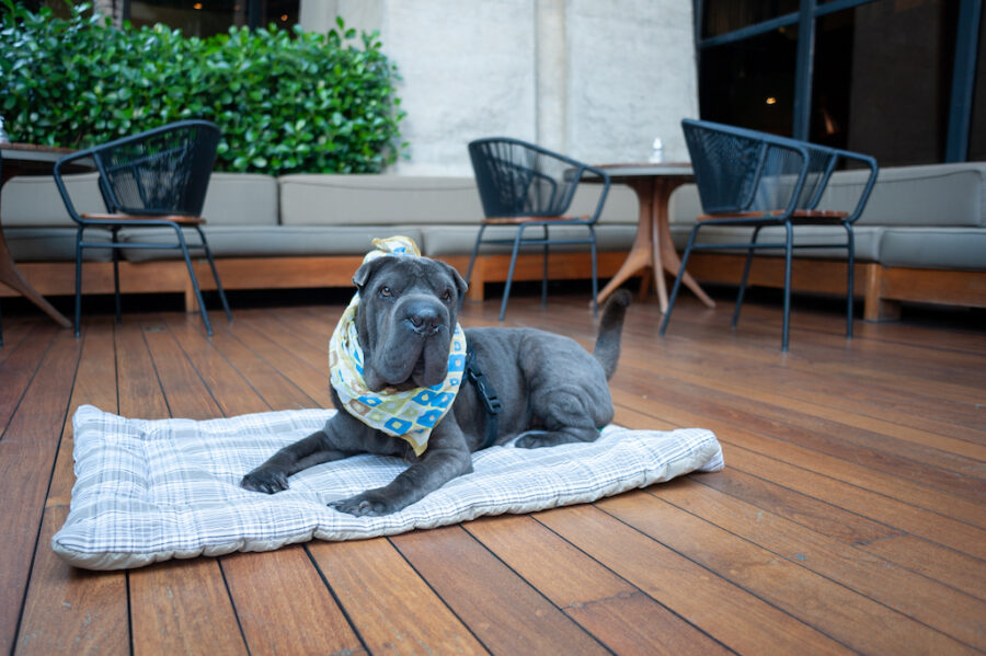 Hotel pet friendly em SP com piscina