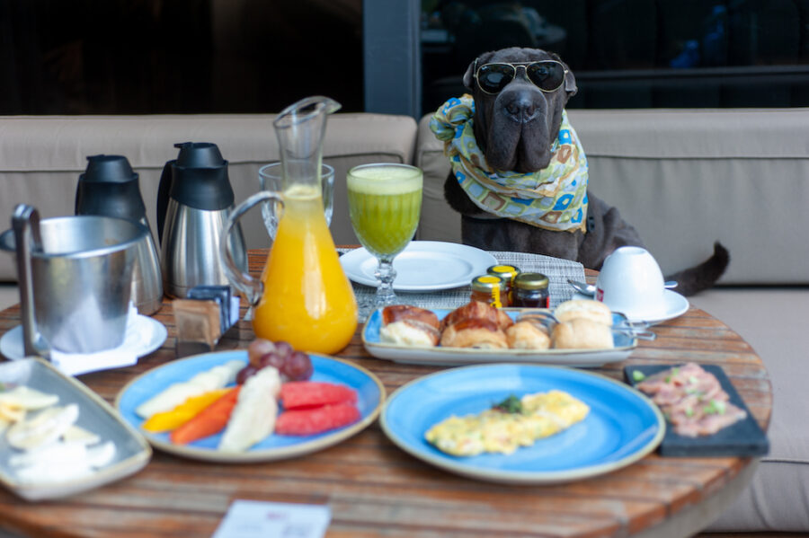 Hotel pet friendly em SP com piscina