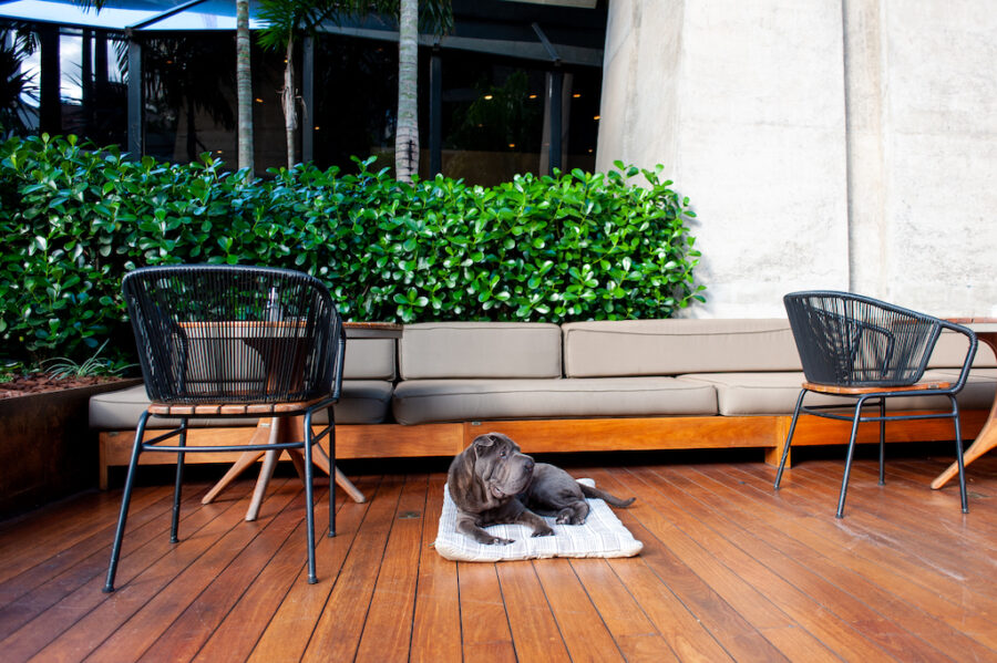 Hotel pet friendly em SP com piscina