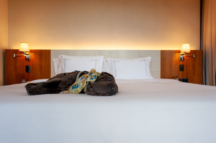 Hotel pet friendly em SP com piscina