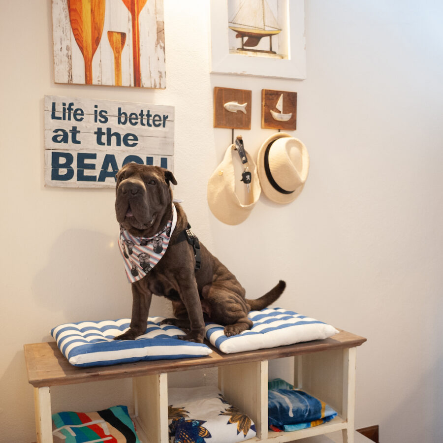 Casa para alugar pet friendly Maresias