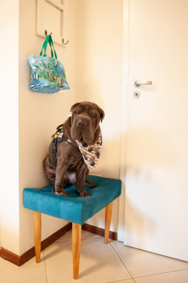 Casa para alugar pet friendly Maresias
