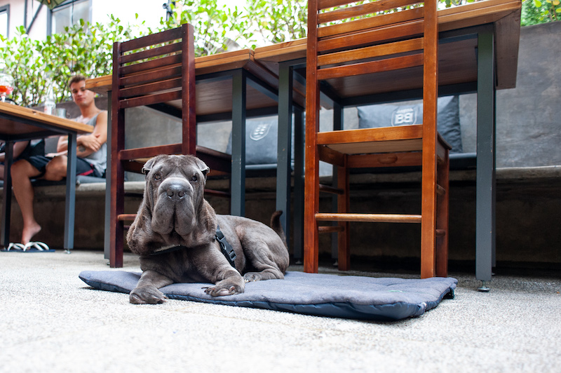 Duas Terezas é pet friendly