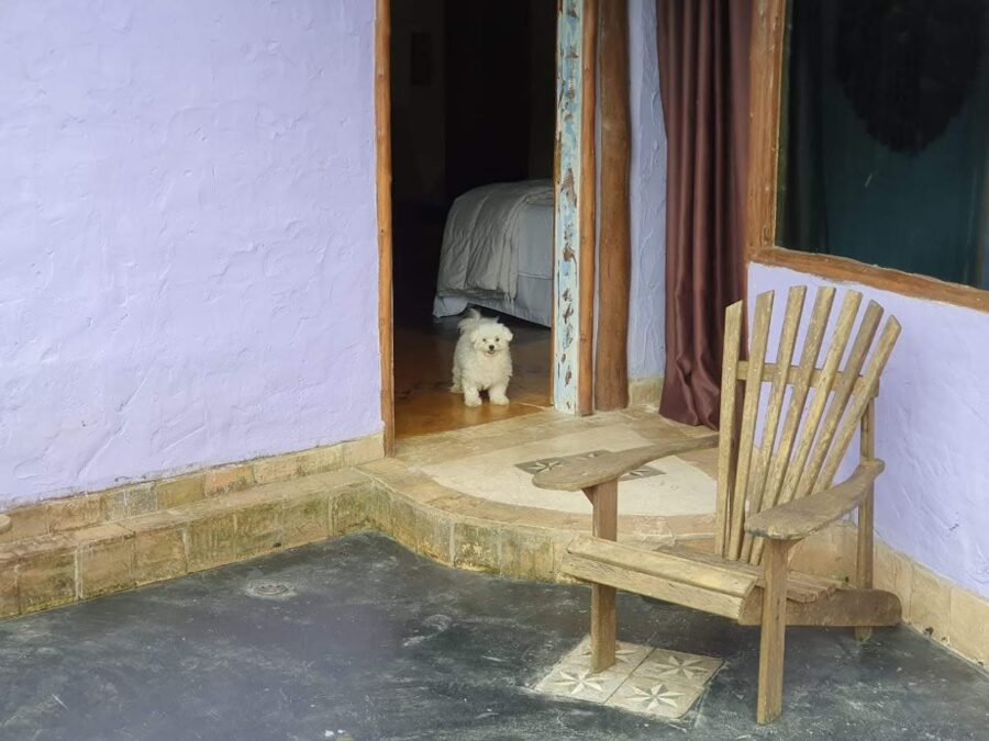 cachorro maltês parado na porta do quarto