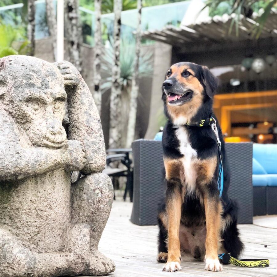 cachorro sentado ao lado de estatua de macaco