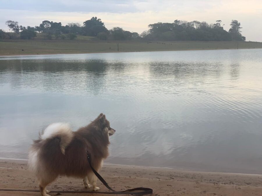 cachorro olhando pro lago