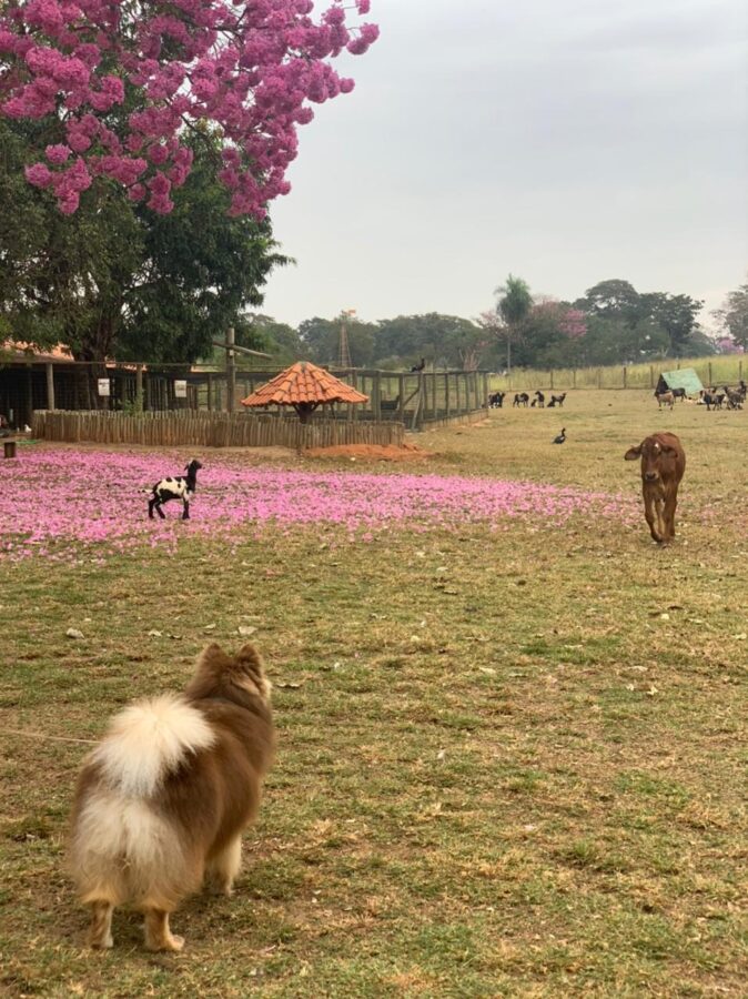 cachorro olhando para vaca e bezerro