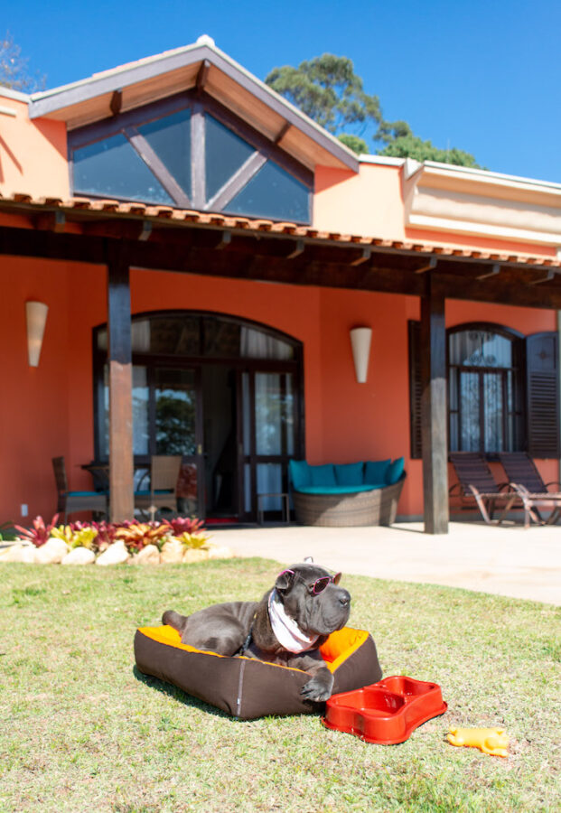 cachorro tomando sol