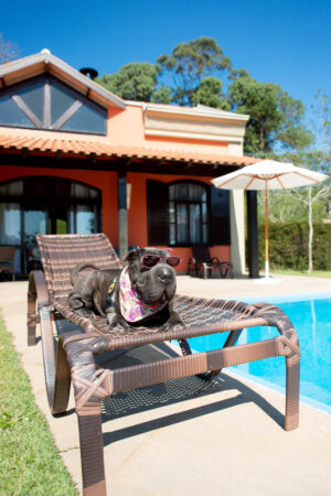 cachorro tomando sol