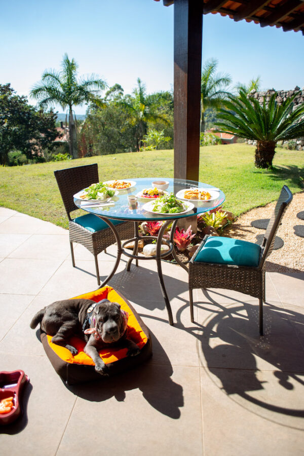 cachorro tomando sol ao lado da mesa