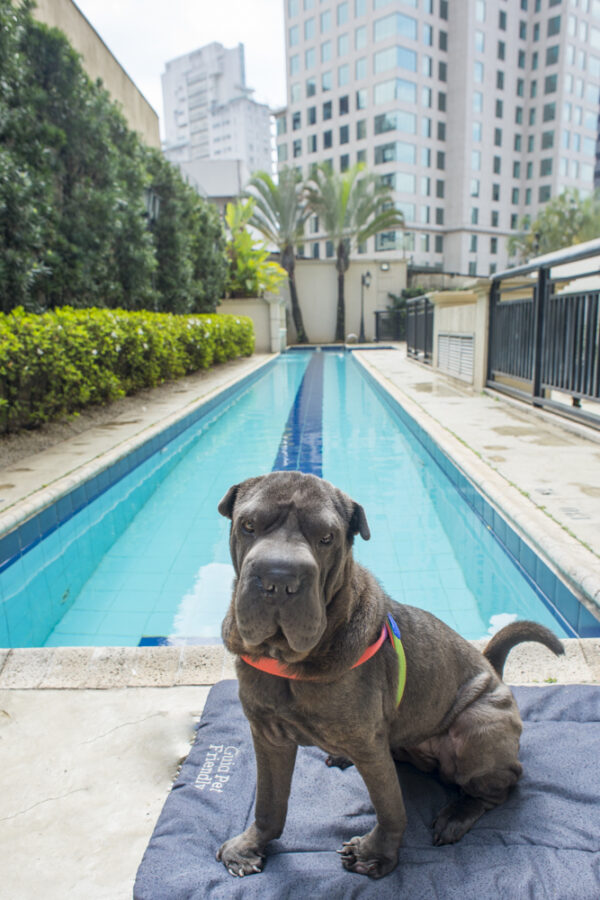 cachorro de frente a piscina
