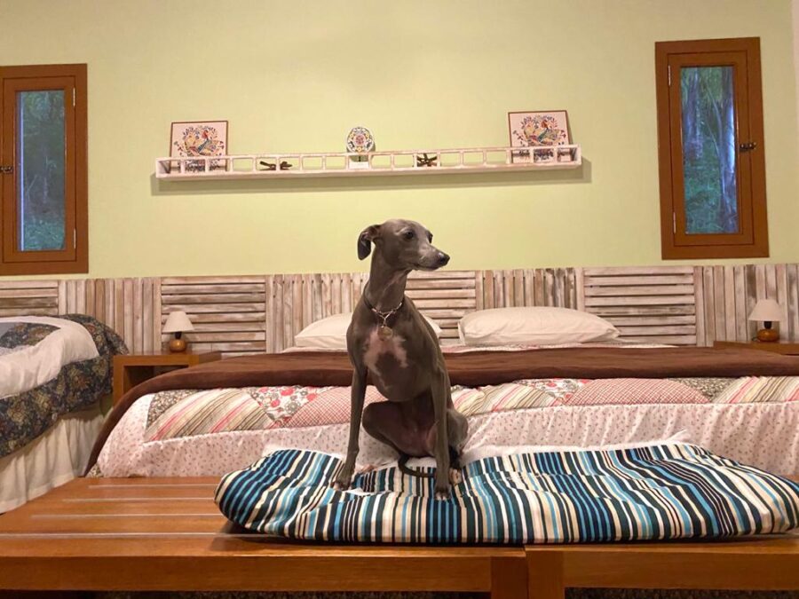 pousada pet friendly no interior de SP