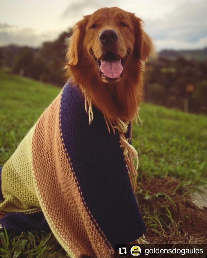 cachorro com cobertor