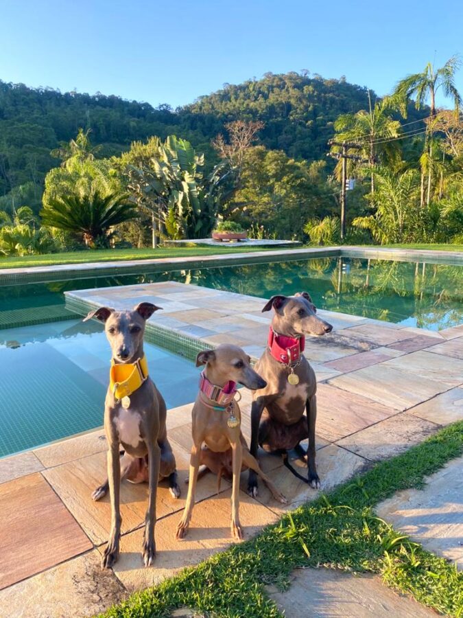 três cachorros a beira da piscina