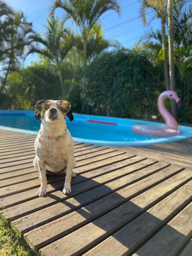 cachorro com óculos de sol sentado a beira da piscina