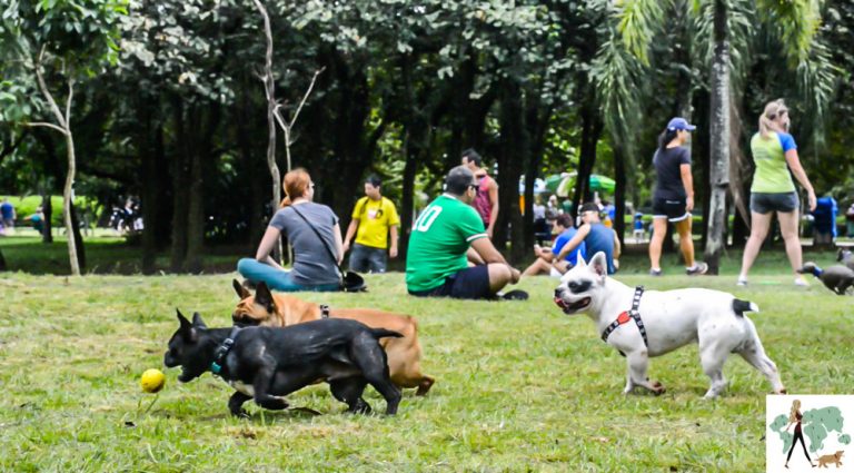 cachorros-no-parque - Matemática