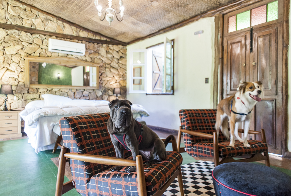 10 hotéis e pousadas pet friendly em SP | Guia Pet Friendly