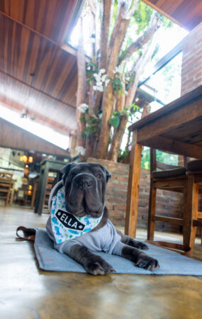 Santa Truta fica é pet friendly