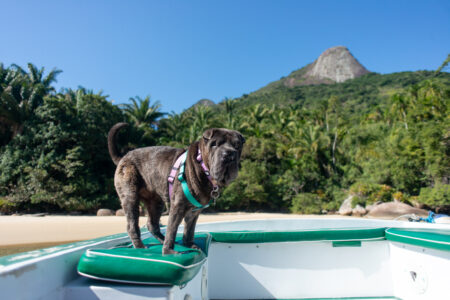 Paraty pet friendly