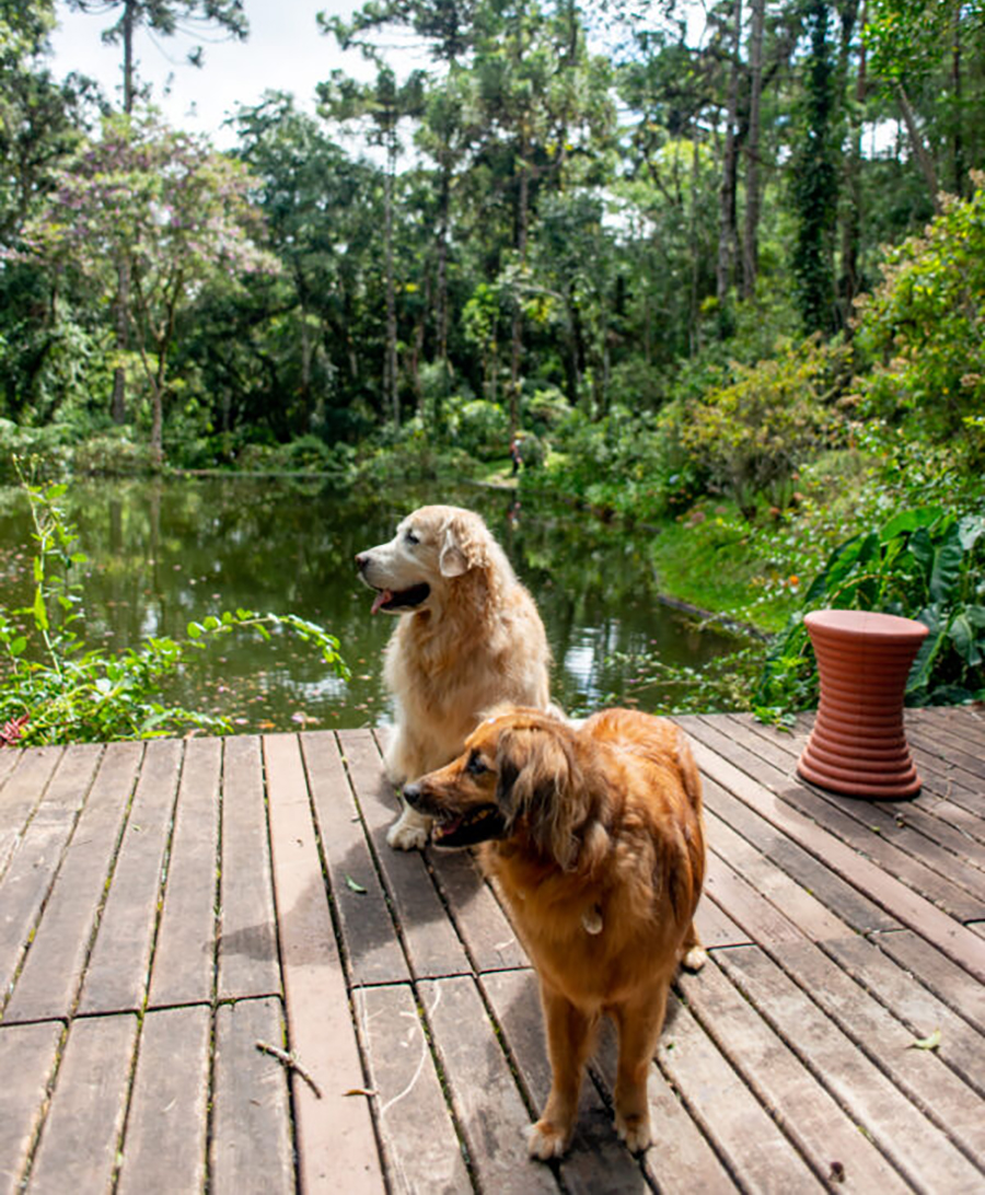 Onde Encontrar Pet Shop Banho Parque dos Camargos - Pet Shop Perto