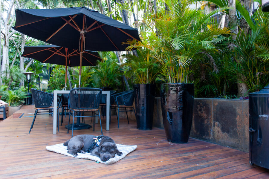 hotel pet friendly na capital paulista: cachorro ao lado da mesa de restaurante 