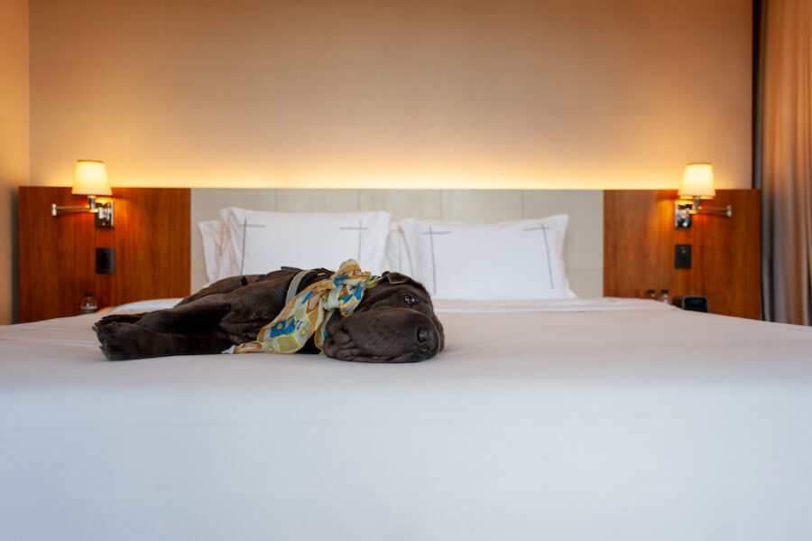 hotel pet friendly na capital paulista: cachorro deitado em cama de hotel