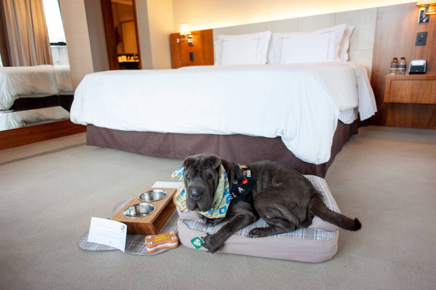 hotel pet friendly na capital paulista: cachorro ao lado de kit pet