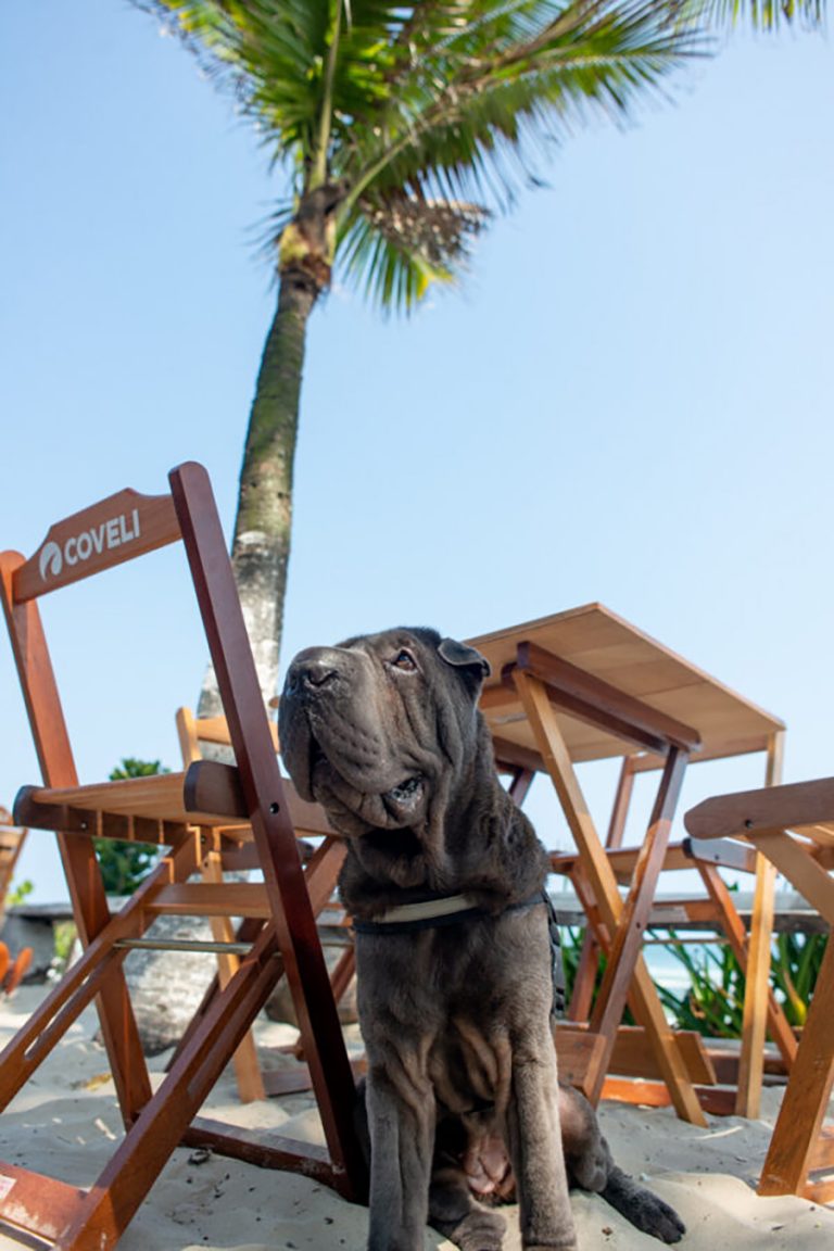 10 restaurantes pet friendly no Rio
