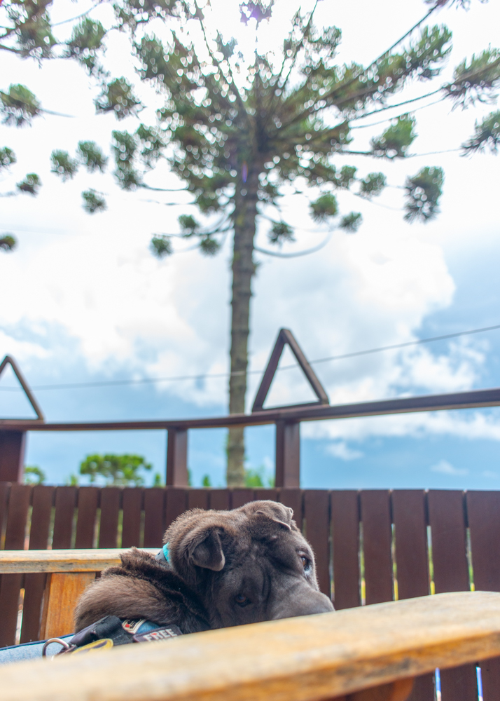 hotel pet friendly em Campos - cachorro olhando com araucárias ao fundo
