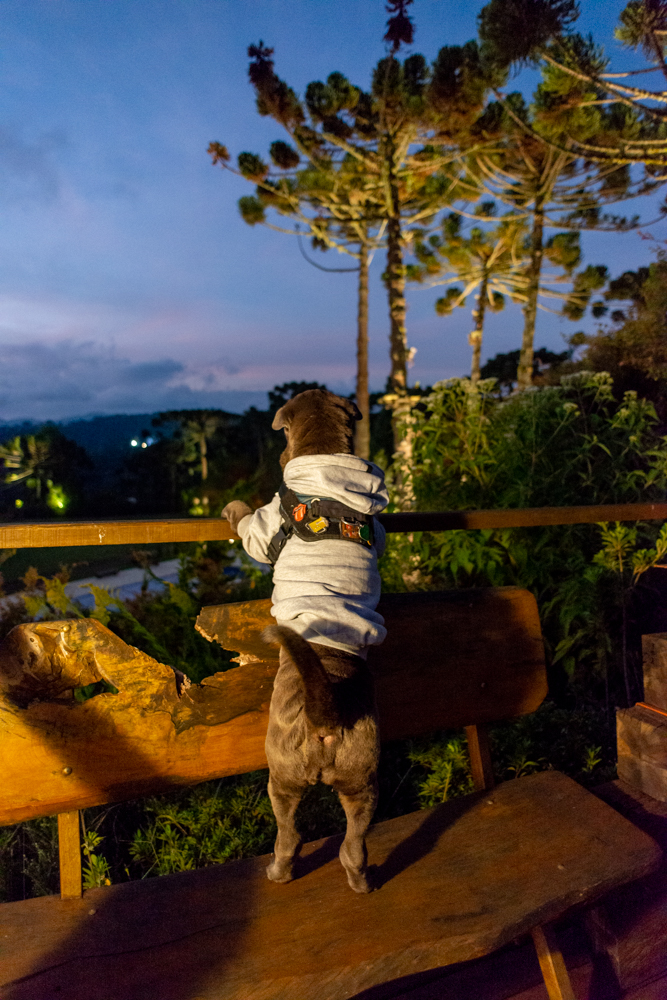 hotel pet friendly em Campos - cachorro de pé no banco