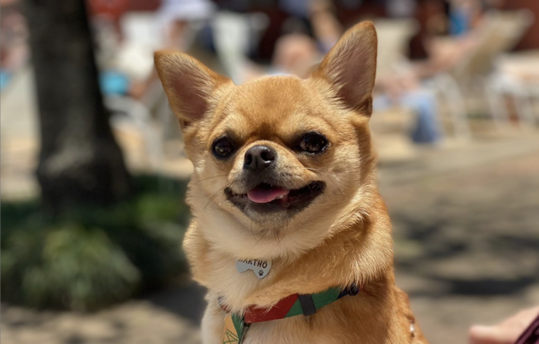 raça Chihuahua