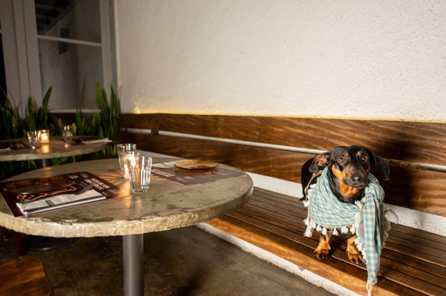 Fitó_GuiaPetFriendly