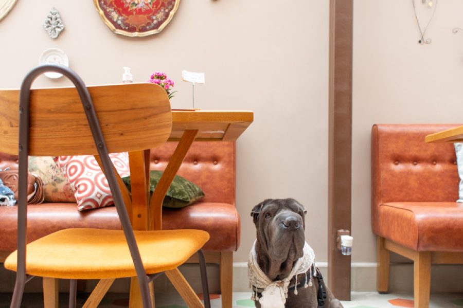 guiapetfriendly-cozinhadeafeto3