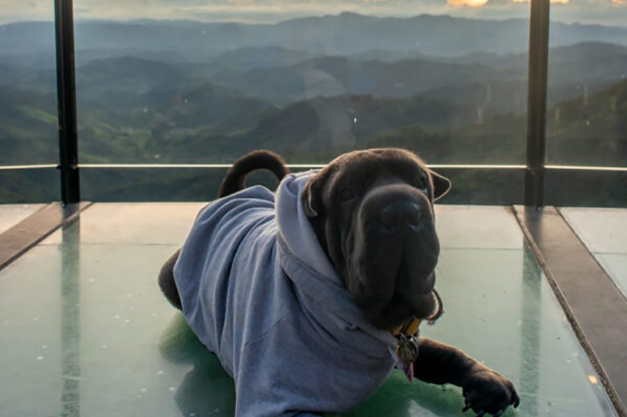 guiapetfriendly-parquedacerveja-600x900