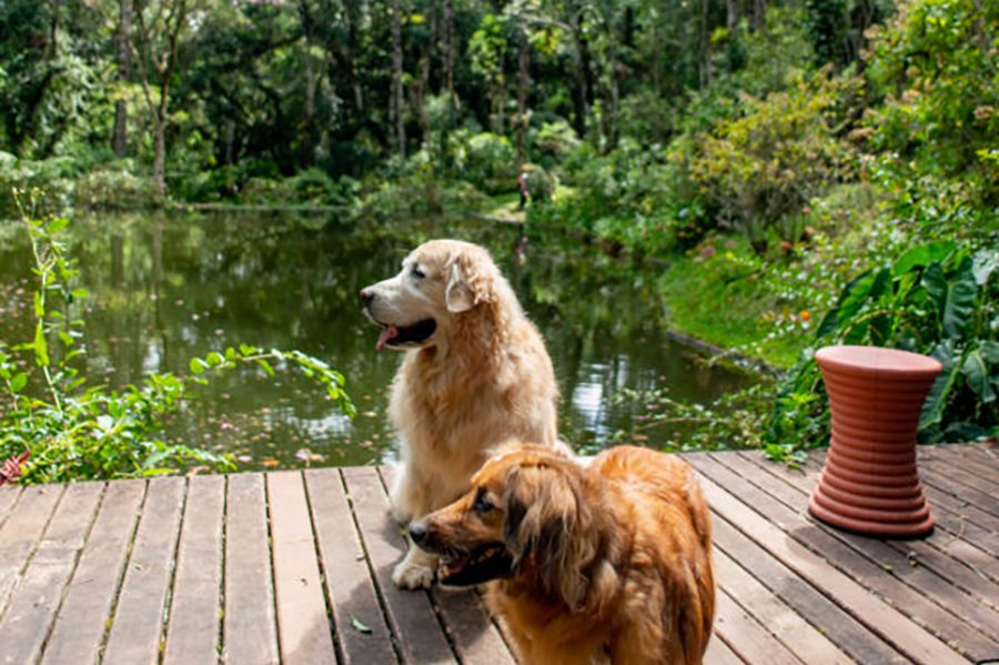 guiapetfriendly-surya-pan1-600x900