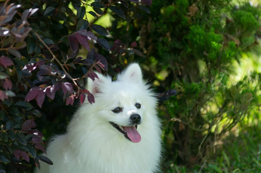 guiapetfriendly-suryapan8-600x900